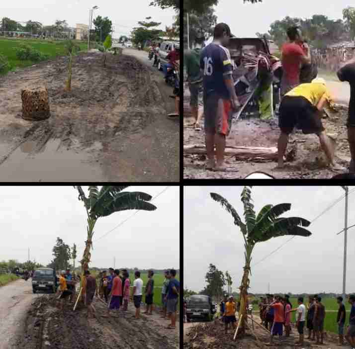 Keterangan gambar: warga perumahan GCC2 melakukan aksi tanam pohon pisang di jalan (Minggu, 05/11/2023)